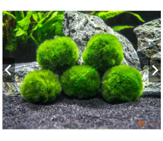 [HCM]Marimo tảo thủy sinh Nhật bản
