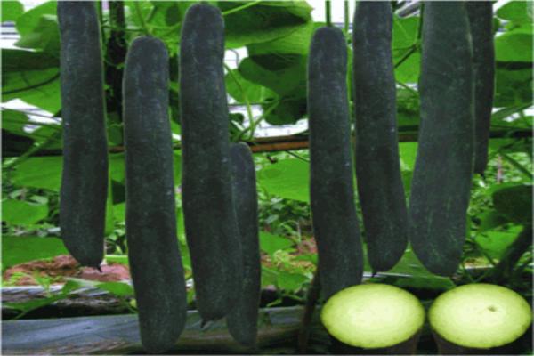 [HCM]GÓI 0.5GR Hạt Giống Bí Đao Xanh ( Bí Sặt) Cao Sản