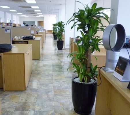CHẬU Cây thiết mộc lan ghép