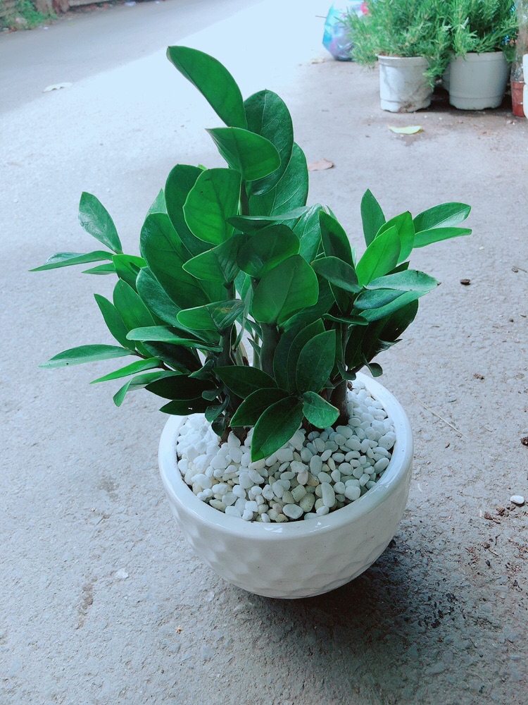 [HCM]Chậu Kim Tiền