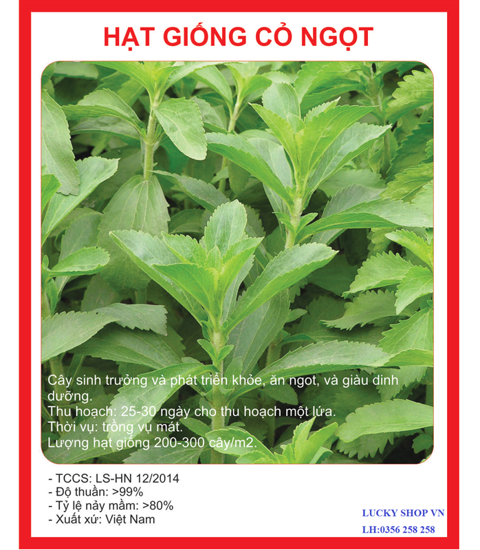 Hạt giống cỏ ngọt stevia (cúc ngọt) CT232 - Gói 5 hạt