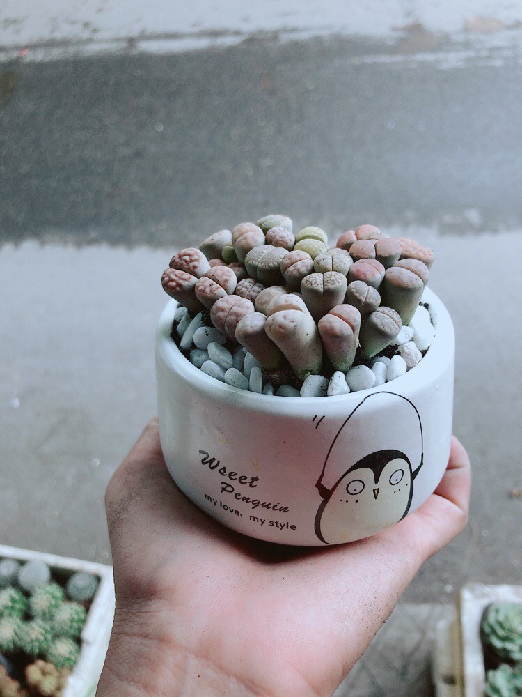 Chậu Cây Thạch Lan (lipthop- hoa sỏi)