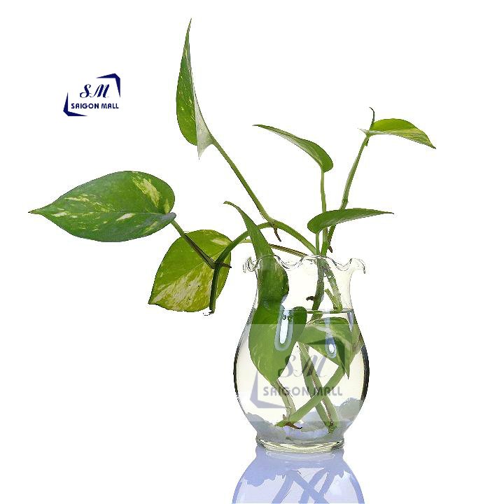 [HCM]Chậu trồng cây thủy canh hình bầu dục miệng bèo - lọ thủy tinh + tặng kèm sỏi ngoài ra dùng cắm hoa nuôi cá bình trang trí bàn rất xinh