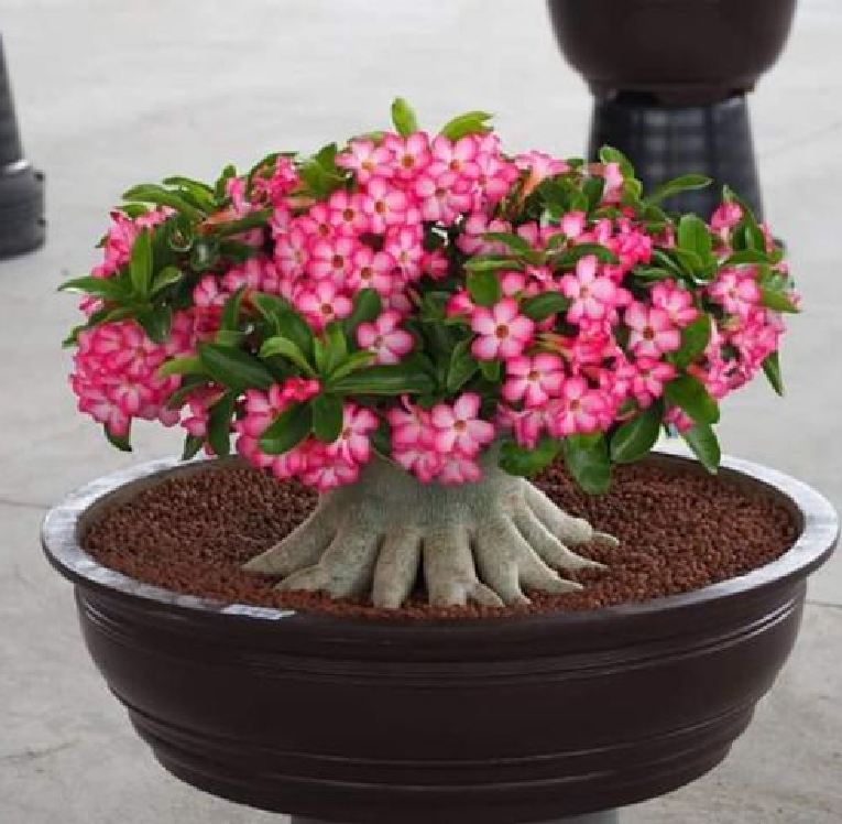 Hạt giống hoa sứ kim tự tháp - gói 5 hạt