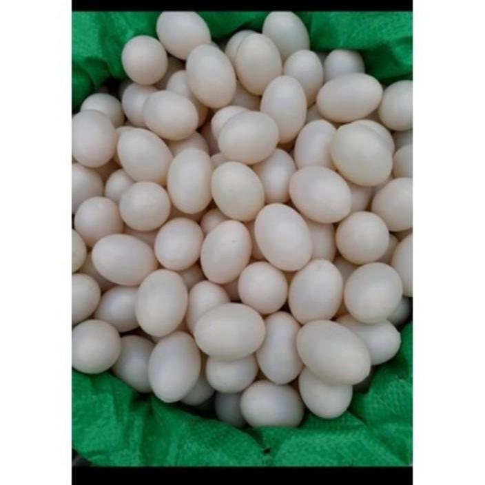 COMBO 10 TRỨNG GIẢ CHO CHIM BỒ CÂU