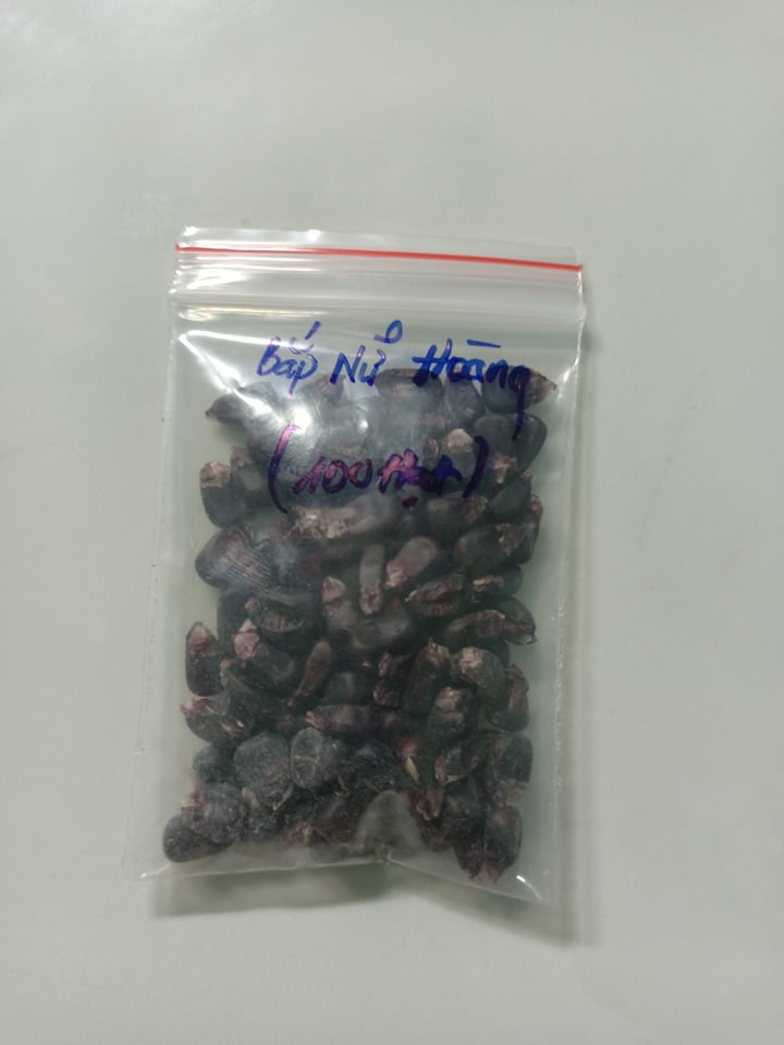 Hạt giống bắp nữ hoàng f1 ,(100 hạt/50k )