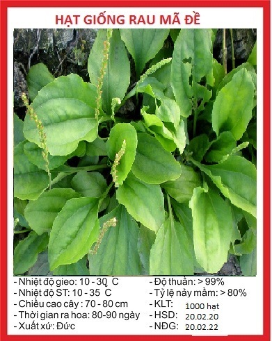 "Gói 2Gr=1500Hạt " Hạt giống cây mã đề/Xa tiền tử