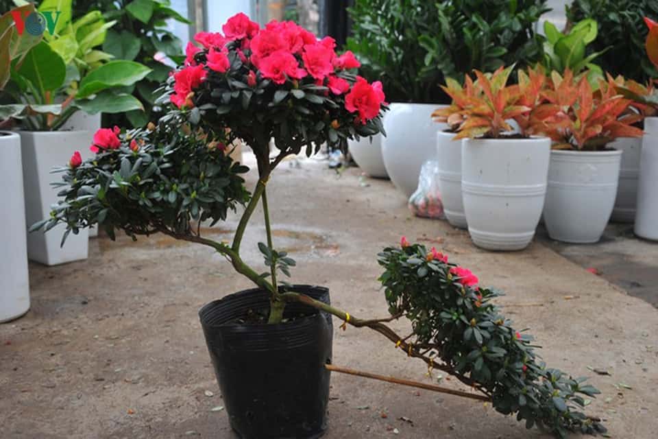 ĐỖ QUYÊN CHẬU 2 MÀU ĐANG HOA-SIÊU ĐẸP