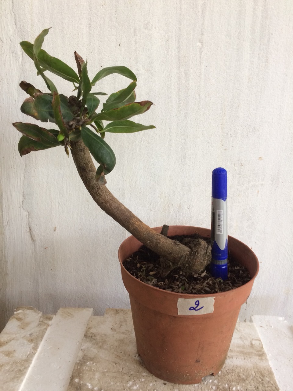 Mai Giảo tự xoắn