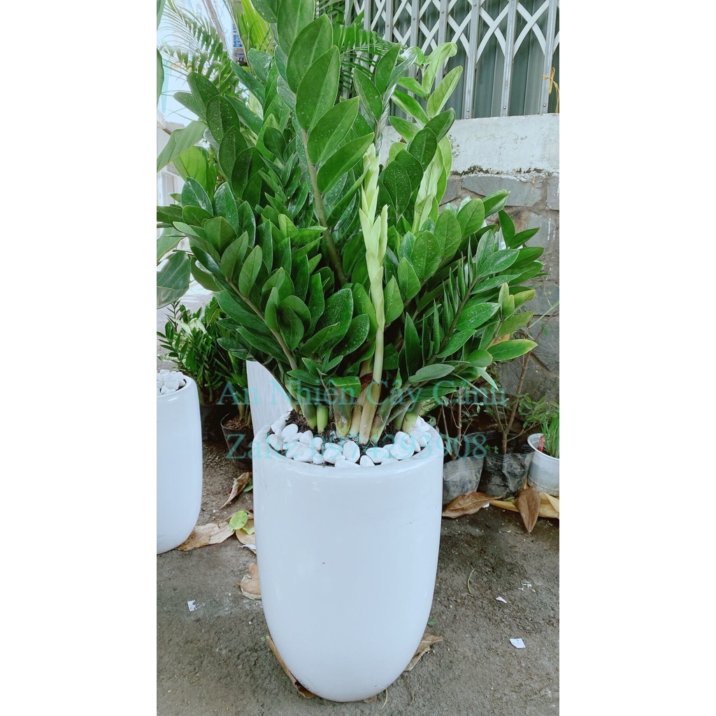 Chậu cây kim tiền lớn