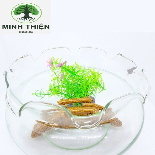 [HCM]Bể Cá Thủy Tinh Chậu Cây Hồ Cá Miệng Bèo B16 D15CM x 8CM