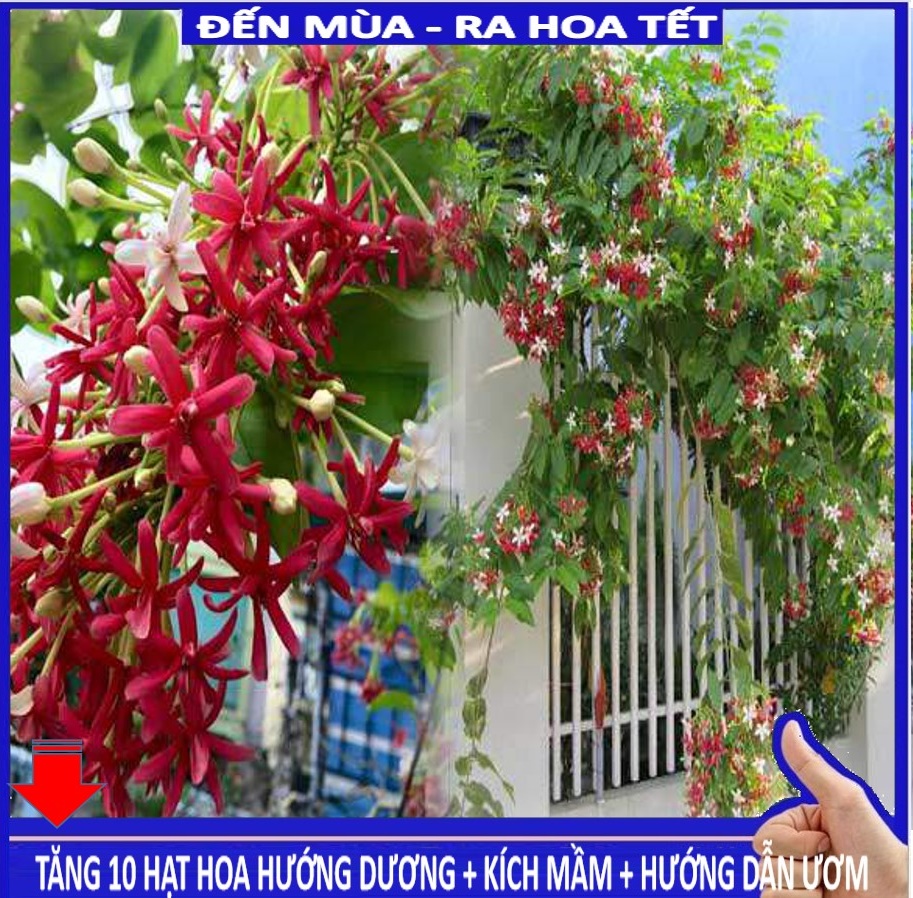MJ254 Hạt giống Hoa leo sử quân tử 10 hạt