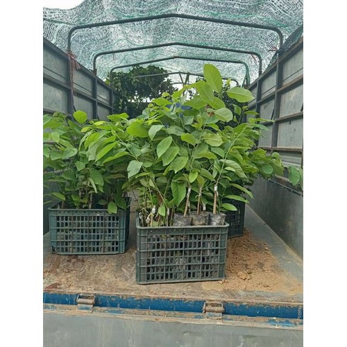(Cây ăn quả) Na dứa đài loan