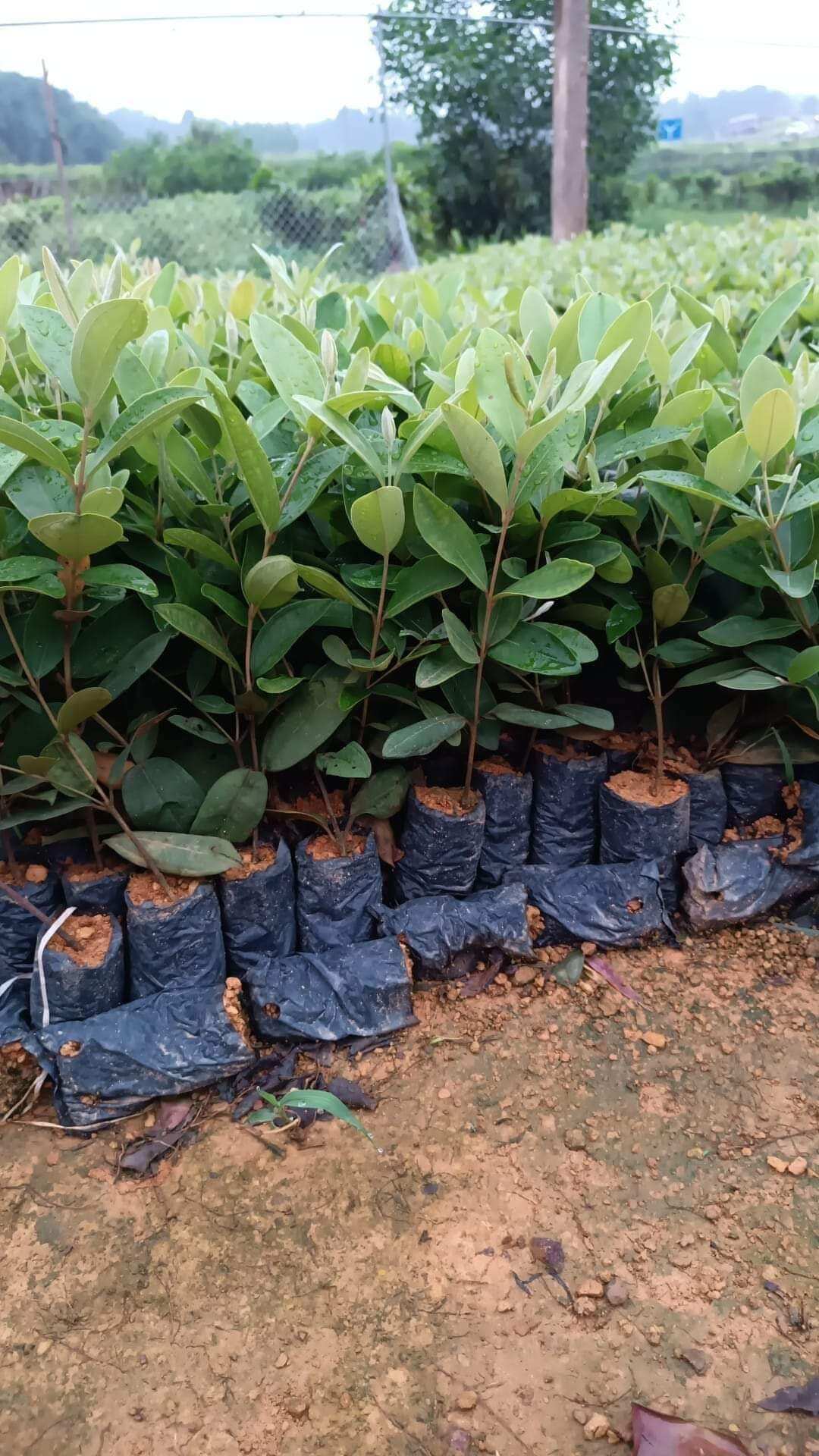 cây giống sim rừng
