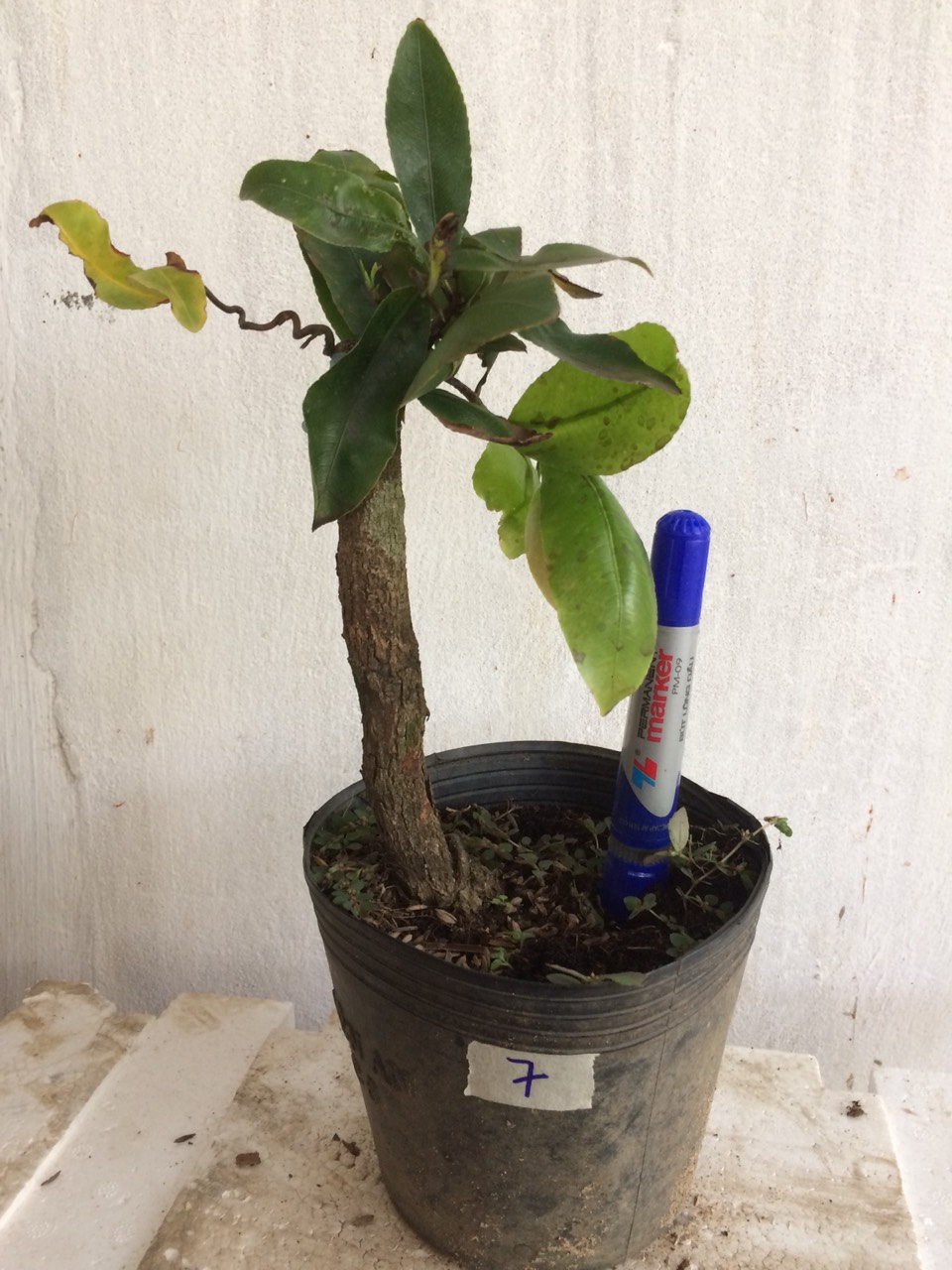 Mai Giảo tự xoắn