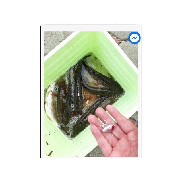 Mồi ruồi câu cá lóc- chuối- rô phi