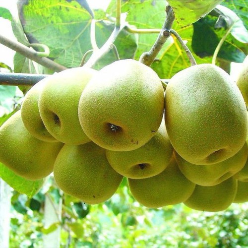 Hạt giống Kiwi