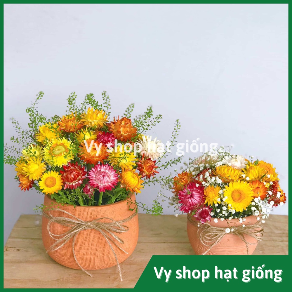 Hạt giống hoa cúc bất tử gói 200 hạt mix màu