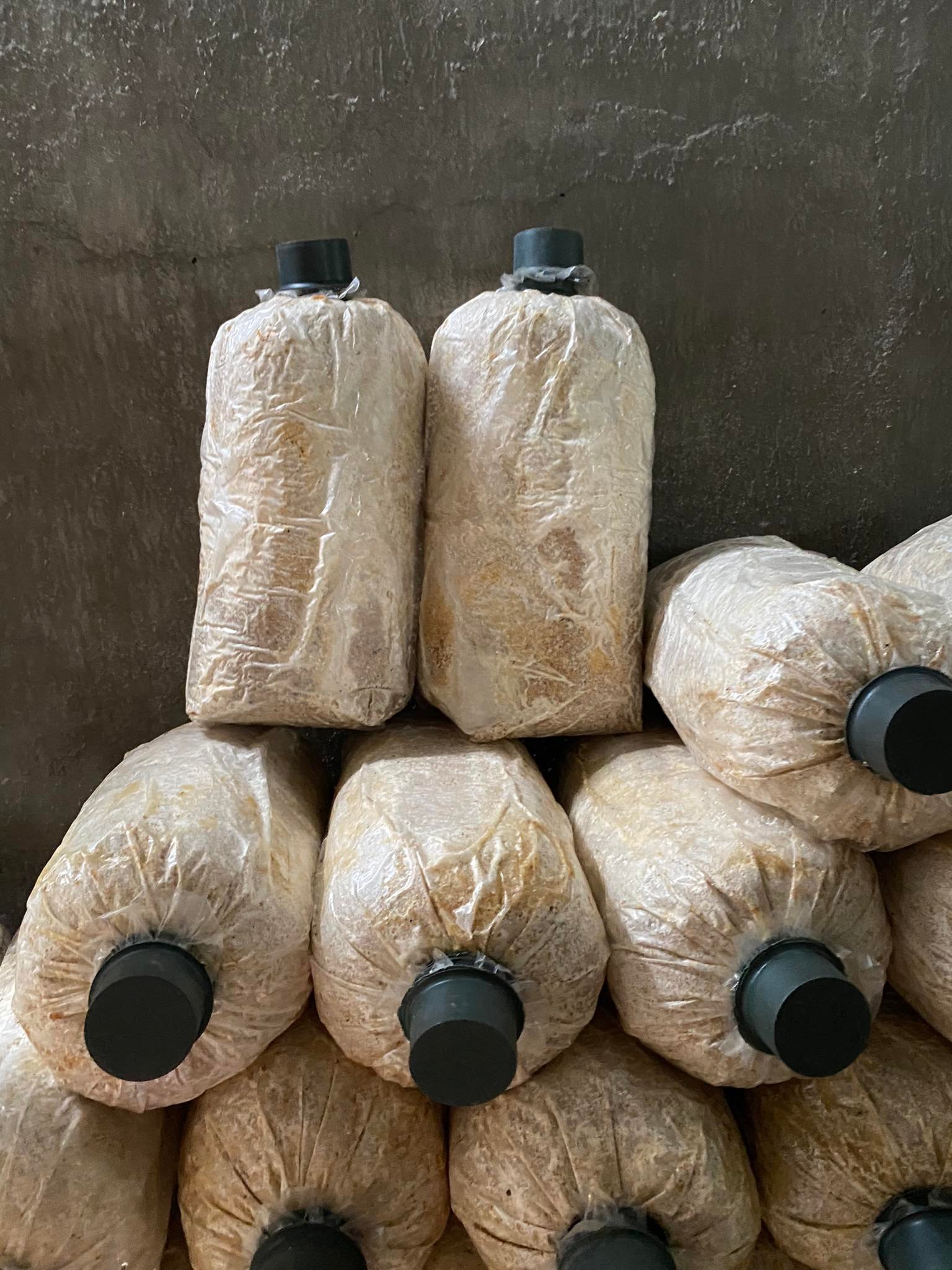 Combo 5 phôi nấm bào ngư từ trại giống (1.1~1.2kg/phôi)
