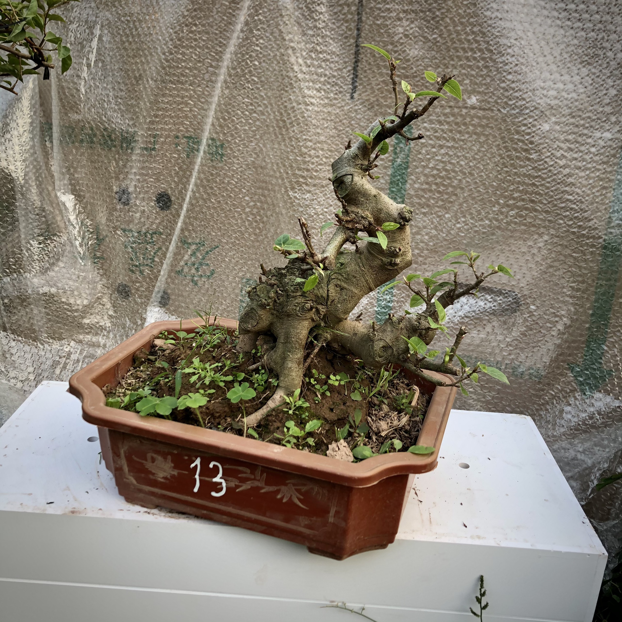 cây sung bonsai (9-18) ảnh thật đã đánh số tùy chọn