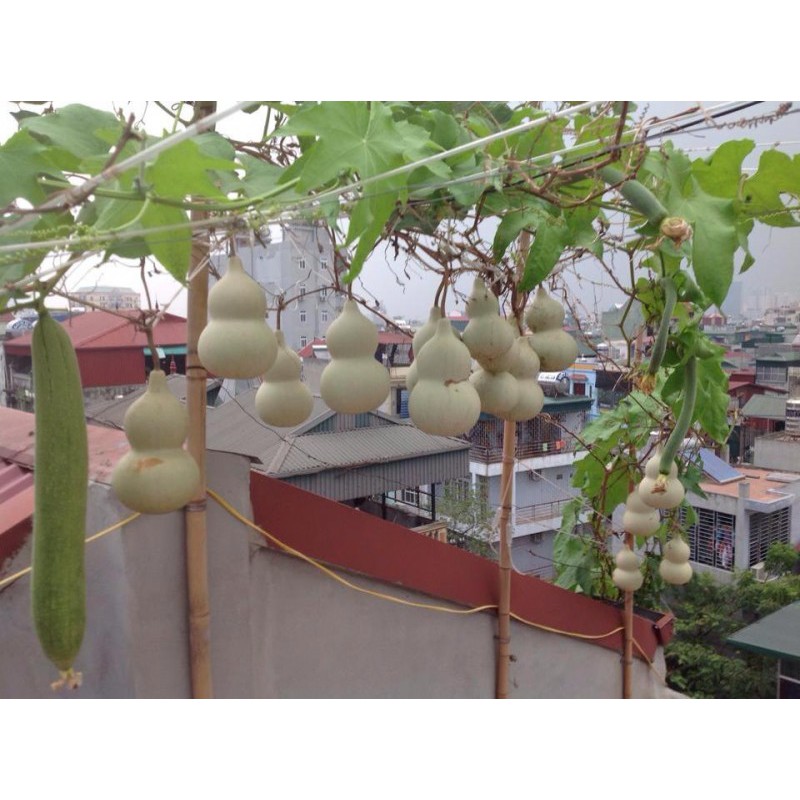 Hạt Giống Bầu Hồ Lô Cao Sản - 6 hạt