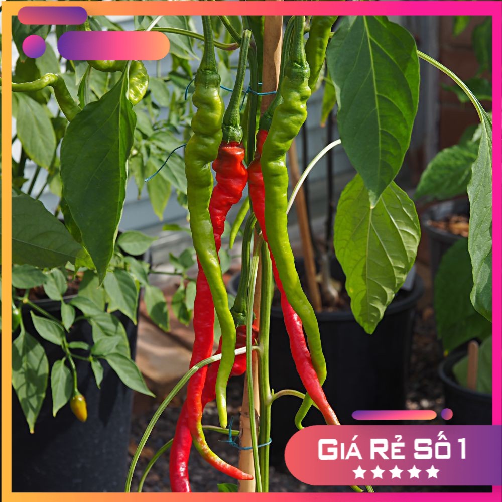 Hạt giống ớt tóc dài hair pepper chilli)