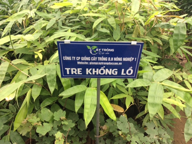 Cây Tre Khổng Lồ Thái Lan