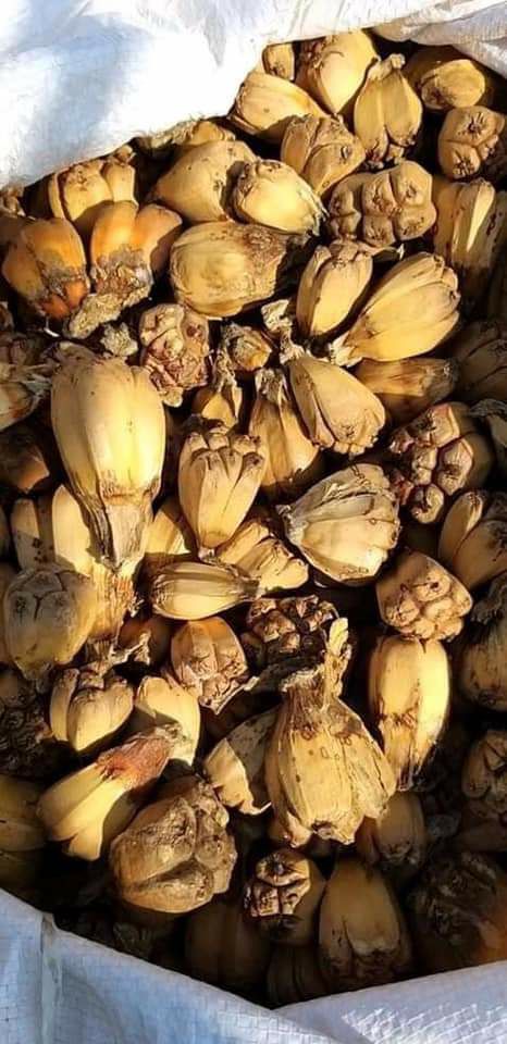 Trái dứa rừng khô (1kg)