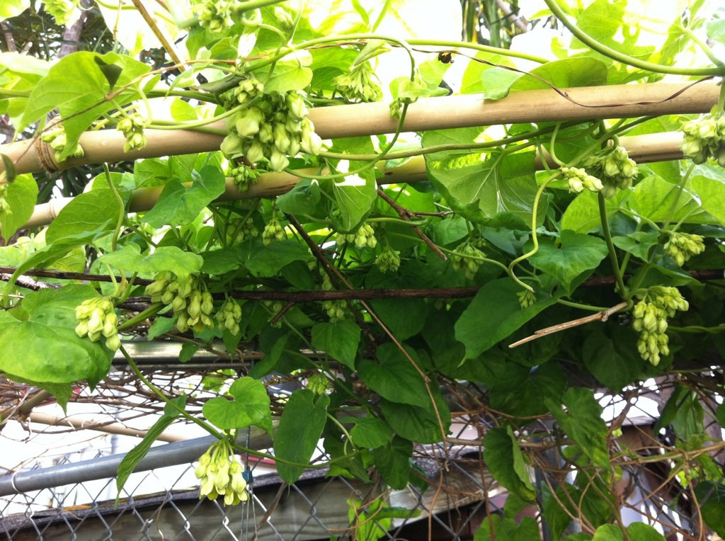 (GIÁ SỐC) Bầu cây HOA THIÊN LÝ