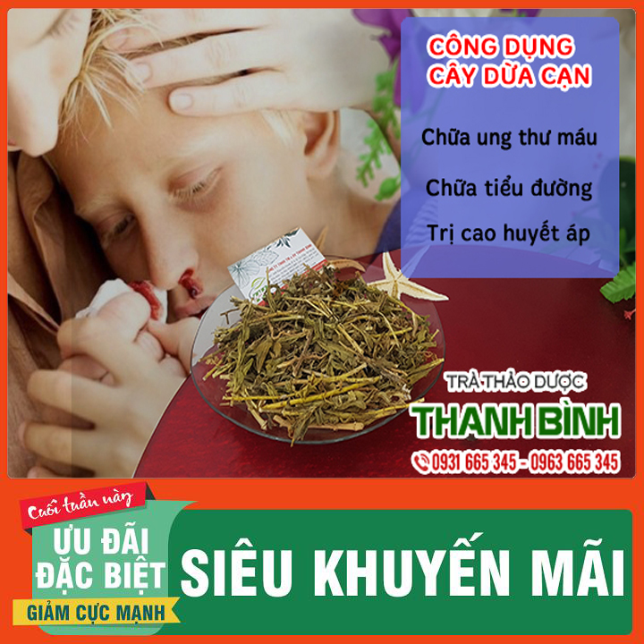 Cây dừa cạn khô 100g loại cao cấp - dược liệu thanh bình