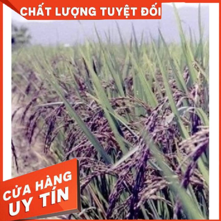 1kg Gạo lứt đen Sóc Trăng [Loại 1] (Chuyên Hàng Nội Địa China)