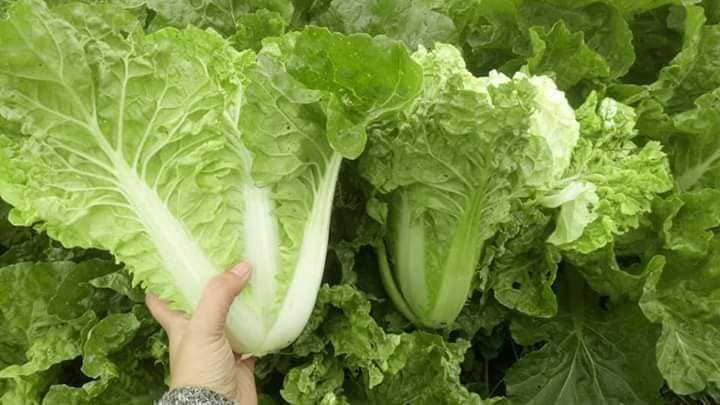 Hạt giống cải bẹ dúng gói 1gr
