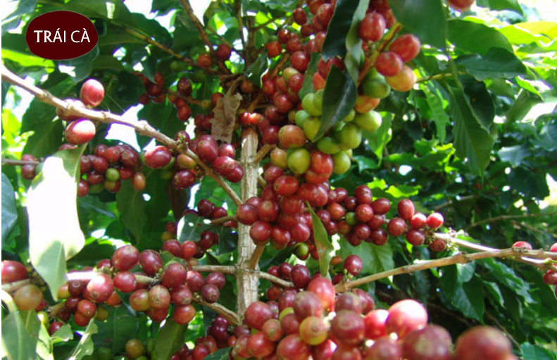 Cà Phê MOKA Rang Mộc NGUYÊN CHẤT