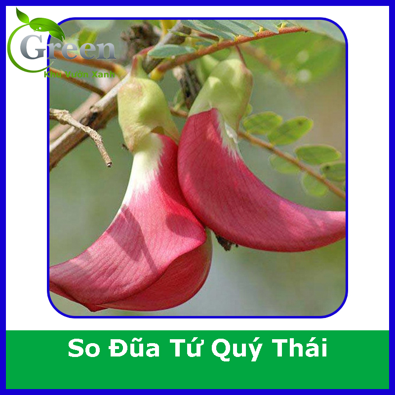 Hạt Giống Cây So Đũa Tứ Quý Thái Bông Đỏ (Gói 10 hạt) Ra Hoa Quanh Năm, Năng Suất Cao