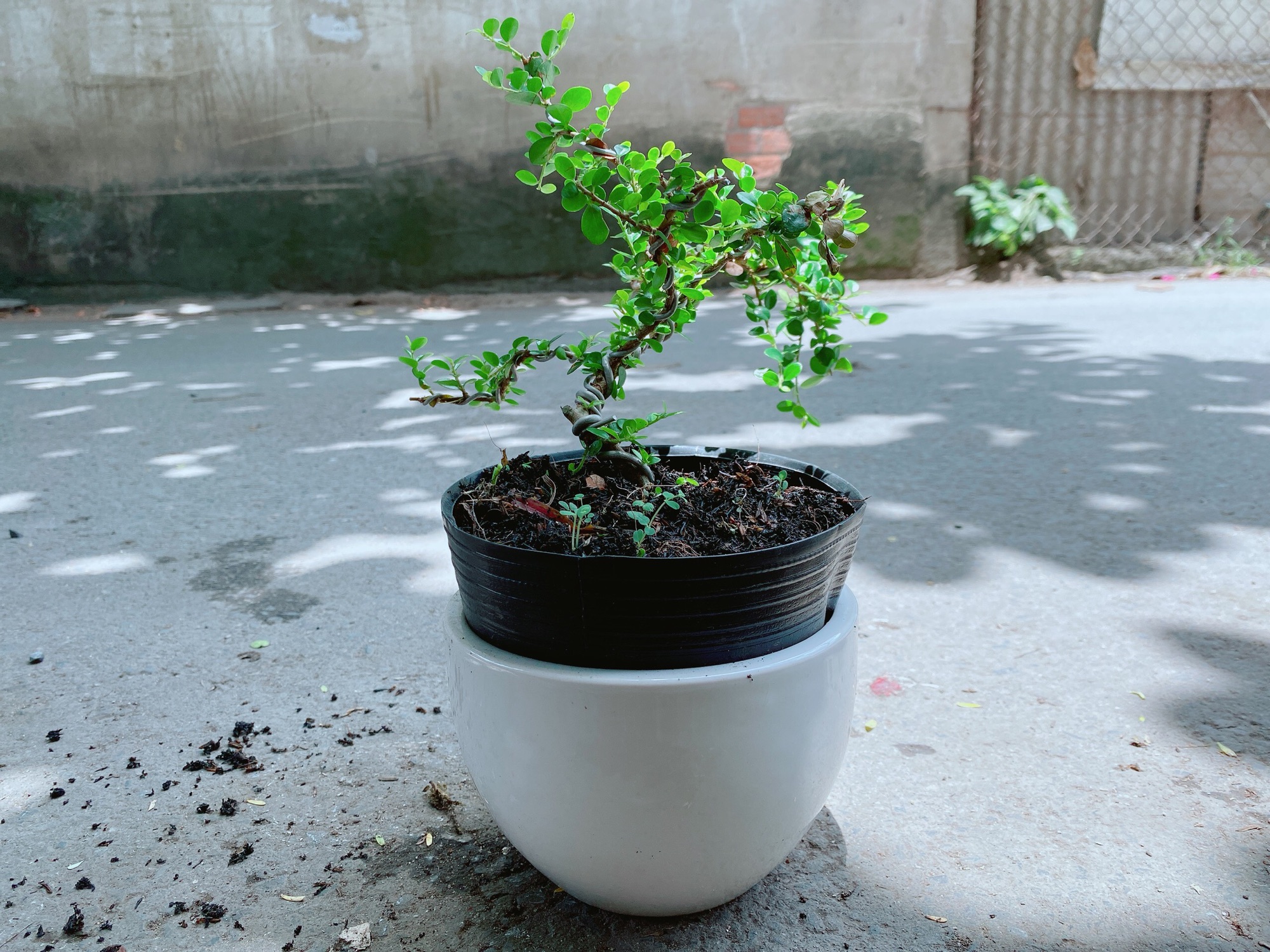 Chậu Linh Sam Bonsai