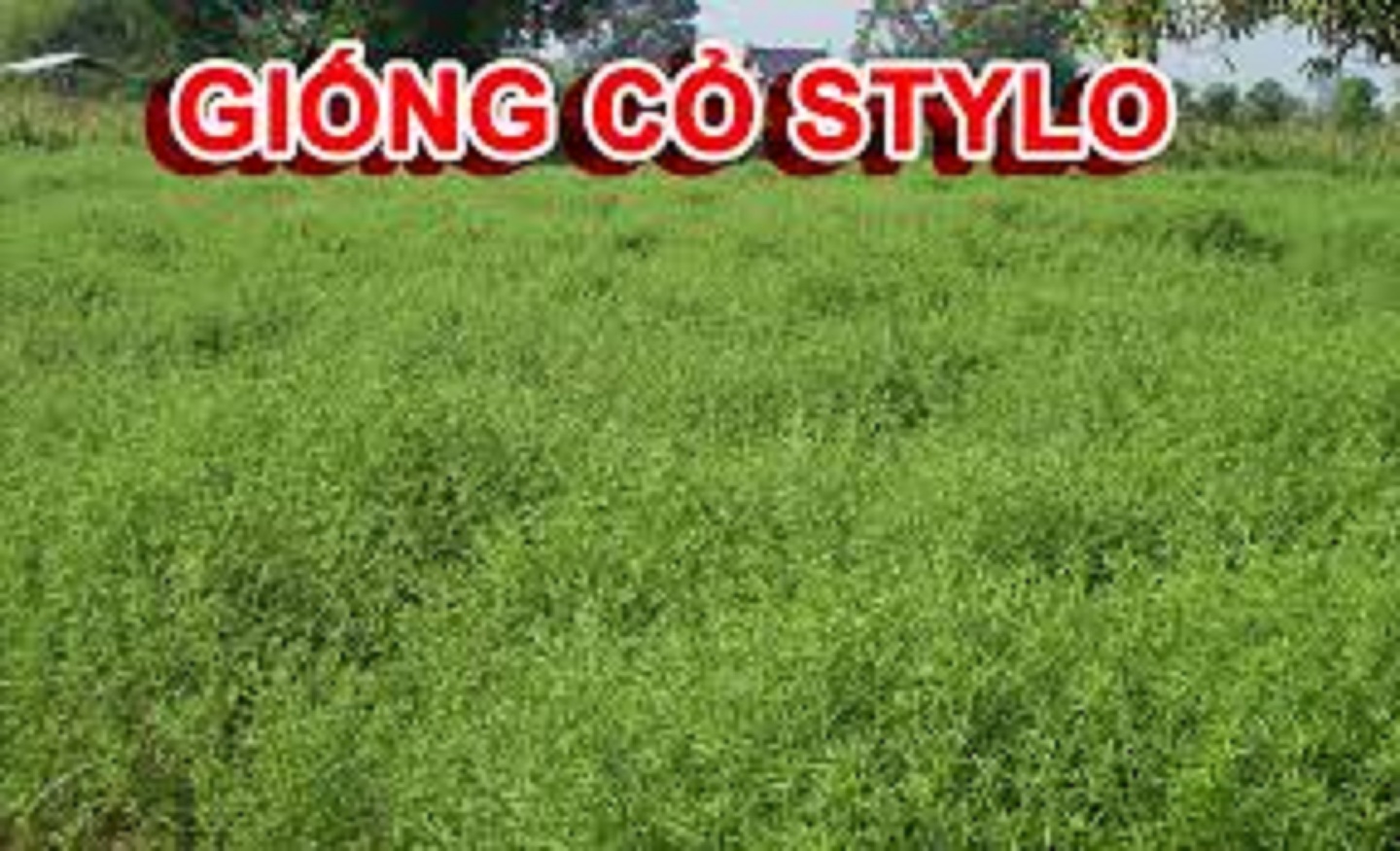 Hạt Giống Cỏ Đậu Stylo -  cỏ chăn nuôi 100gram .