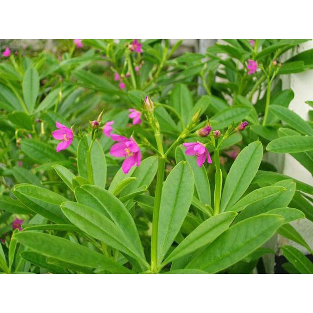 Hạt Giống Sâm Đất - (Talinum.Crassifolium,Willd) - 20 hạt