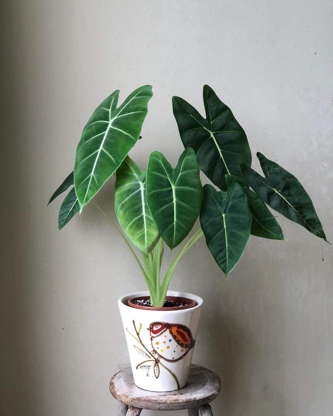Môn Frydek ( Alocasia Frydek ) - Cây cảnh để bàn