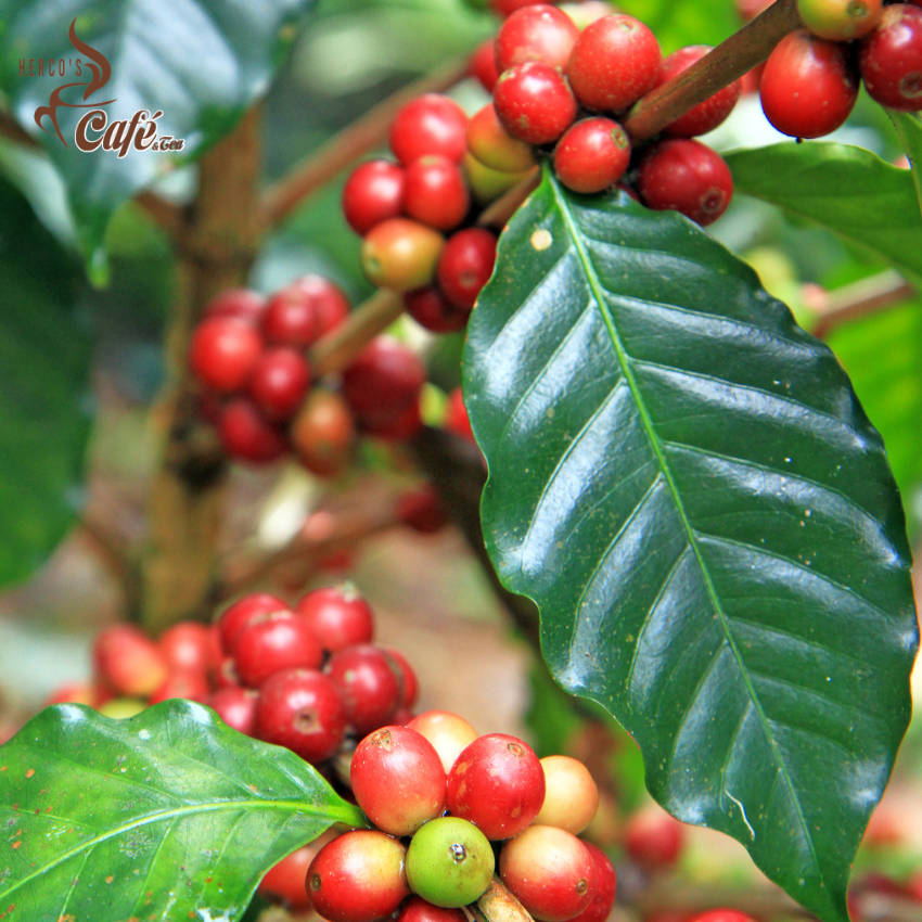 [FREE SHIP + TẶNG 2 PHIN GIẤY] 500GR Cà phê MIX Robusta & Arabica (100% ROBUSTA & ARABICA) nhiều tỉ lệ - pha phin -pha máy