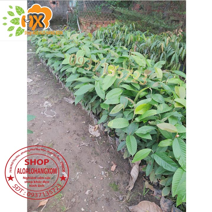 [HCM]COMBO 5 CÂY DẦU -CÂY GIỐNG
