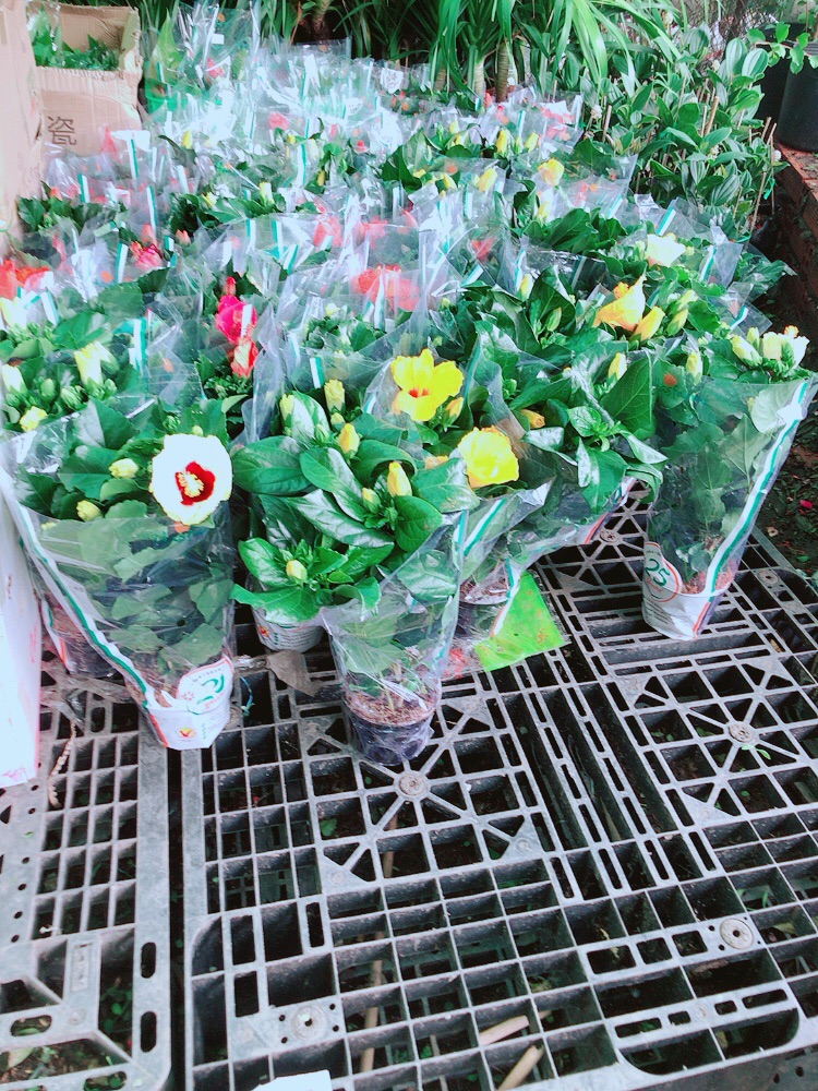 Hoa Dâm Bụt Kép
