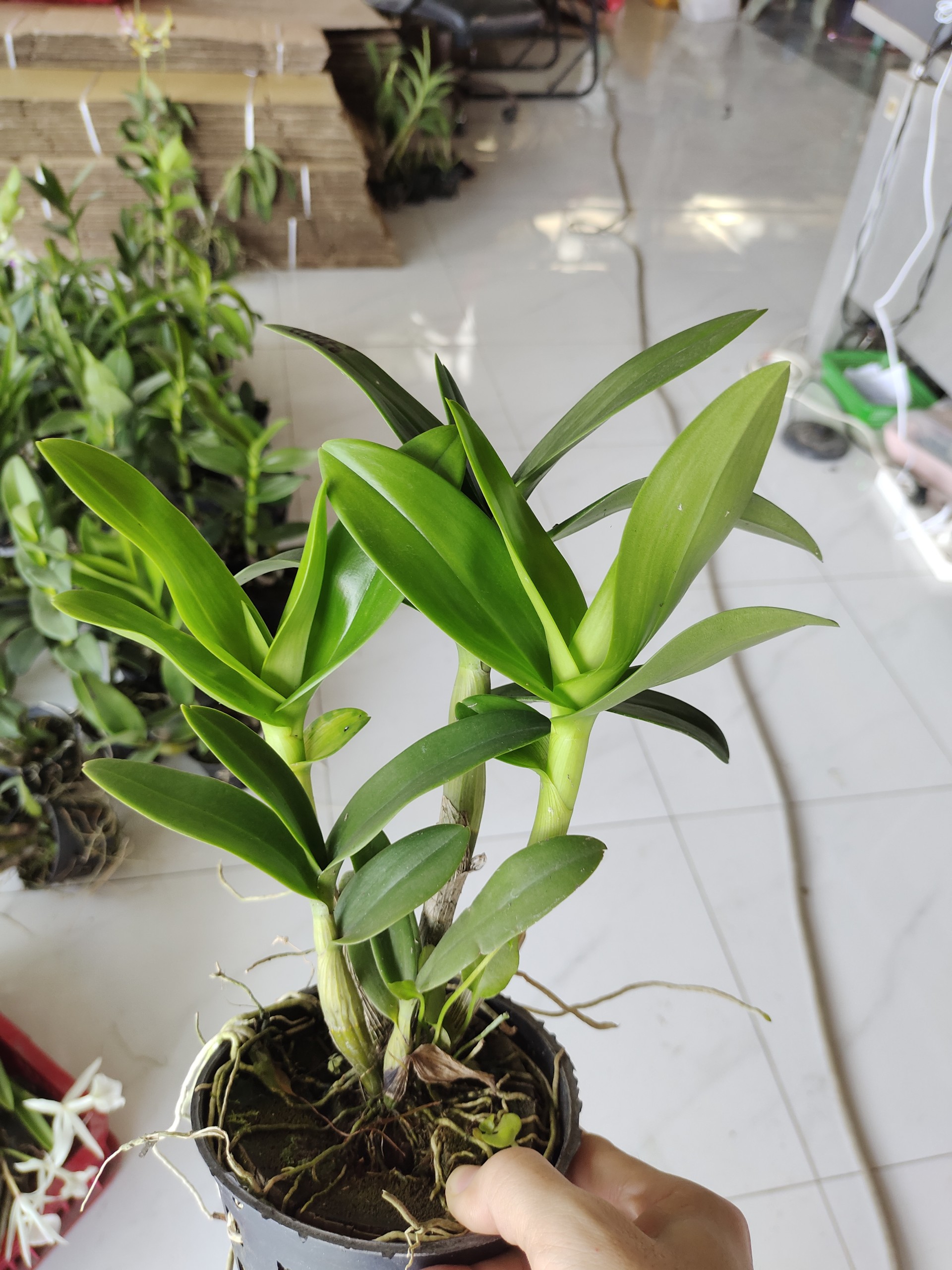 Dendro Hoa Hồng Tím (Lan Mặt Quỷ) 