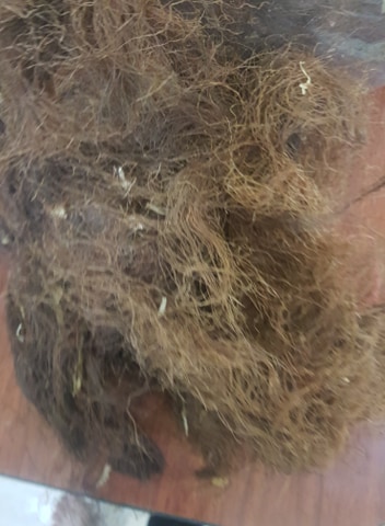100g trà râu ngô