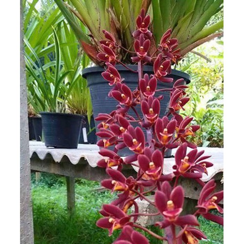 com bo 3 cây giống lan kiếm đỏ tay bắc, hoa thơm