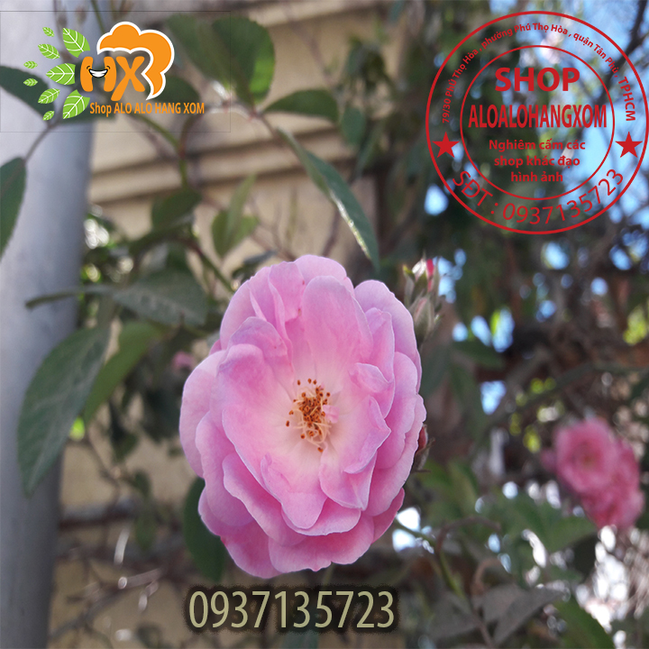 Combo 5 cây hoa hồng tầm xuân cây giống