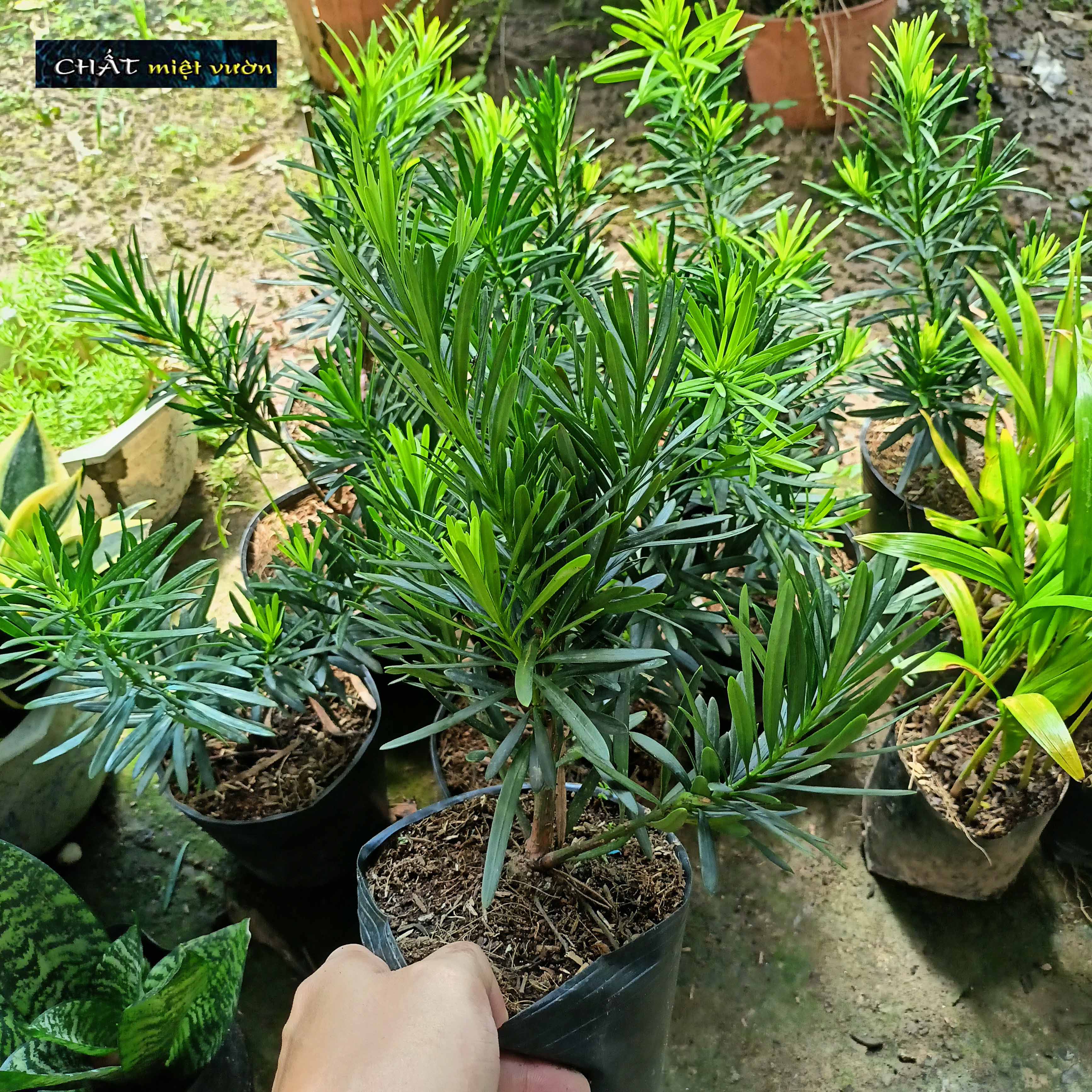 Cây Vạn Niên Tùng giống (chậu cây cao 40-50cm như hình)