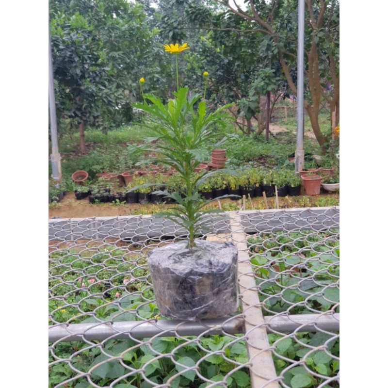 Cúc thân gỗ (Cây giống - Cây bầu to có nụ và hoa)