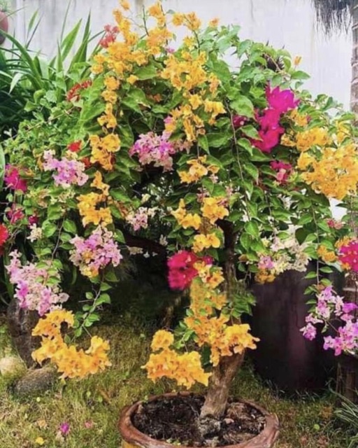 Cây hoa giấy ngũ sắc (gửi cây như hình 6)