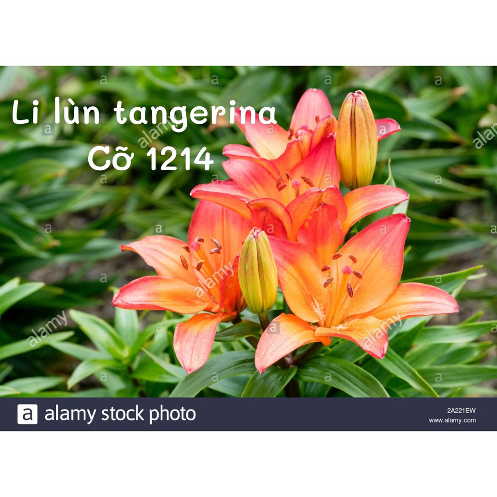 Combo 3 Củ Hoa Ly Lùn Màu Vàng (Giống Hoa Ly)