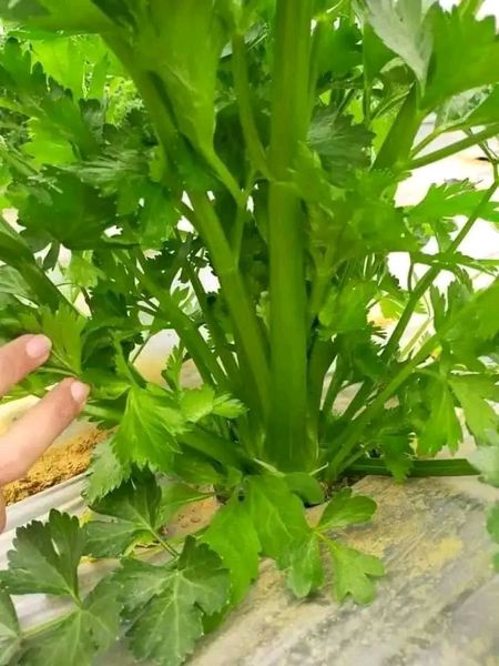 Hạt giống cần tây bẹ lớn 5gr